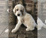 Small Photo #2 Labradoodle-Poodle (Standard) Mix Puppy For Sale in SAN MARCOS, TX, USA