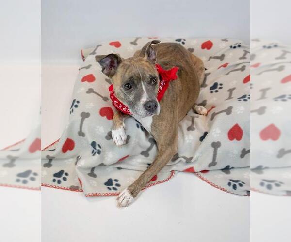 Medium Photo #5 Mutt Puppy For Sale in Kennesaw, GA, USA