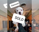 Small Photo #7 American Bulldog Puppy For Sale in EL PASO, TX, USA