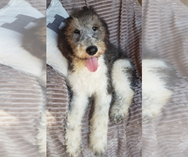 Medium Photo #3 Aussiedoodle Puppy For Sale in DOWELLTOWN, TN, USA
