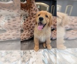 Small #7 Golden Retriever