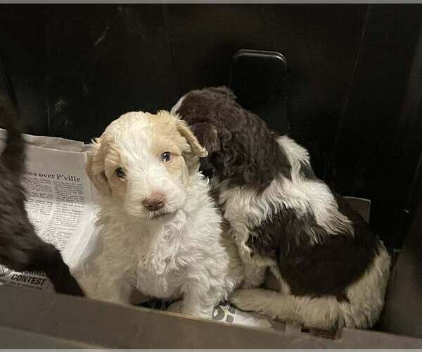 Medium Photo #21 Goldendoodle Puppy For Sale in ELLISGROVE, IL, USA