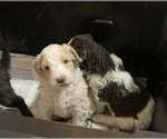 Small Photo #5 Goldendoodle Puppy For Sale in ELLISGROVE, IL, USA