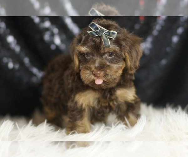 Medium Photo #4 YorkiePoo Puppy For Sale in WARSAW, IN, USA