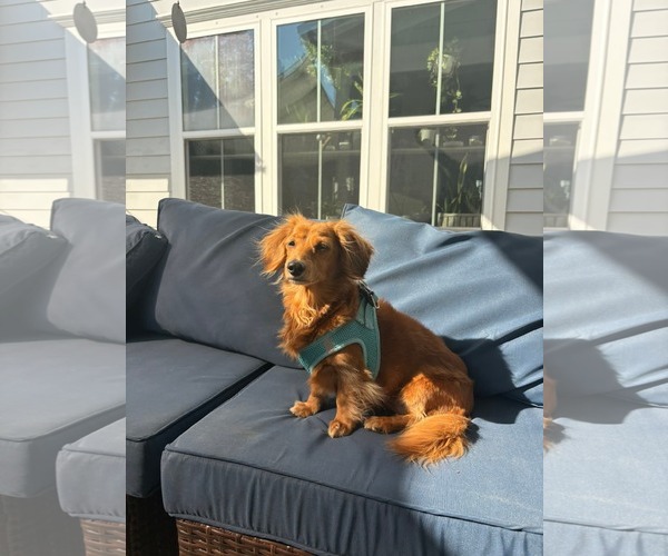 Medium Photo #1 Dachshund Puppy For Sale in Mount Pleasant, SC, USA