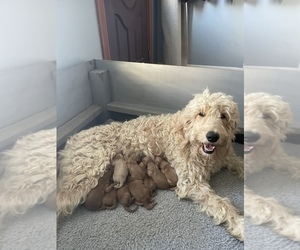 Goldendoodle Puppy for sale in VALLEJO, CA, USA