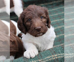 Small #5 German Shorthaired Pointer-Poodle (Standard) Mix