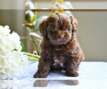 Small ShihPoo