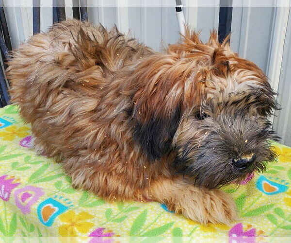 Medium Photo #1 Mutt Puppy For Sale in Mountain View, MO, USA