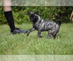 Small #1 Pug