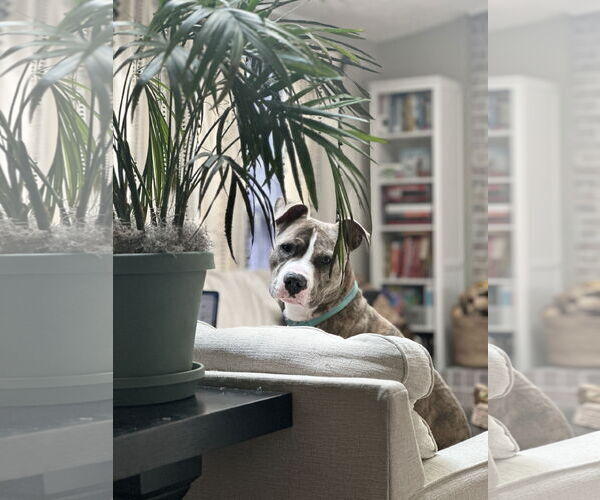 Medium Photo #5 American Pit Bull Terrier Puppy For Sale in Alexandria, VA, USA