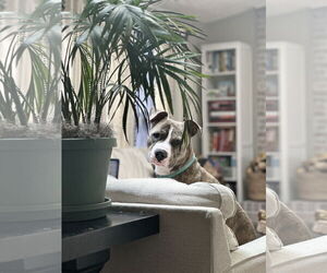 American Pit Bull Terrier Dogs for adoption in Alexandria, VA, USA