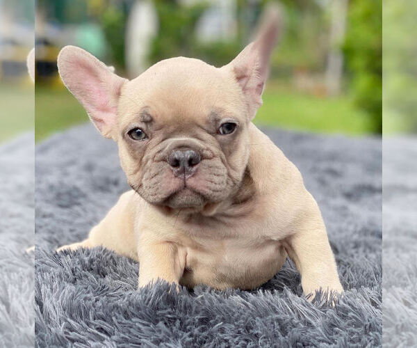 Medium Photo #2 French Bulldog Puppy For Sale in HILLSBORO BCH, FL, USA