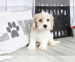 Small Photo #1 Cavachon Puppy For Sale in MARIETTA, GA, USA