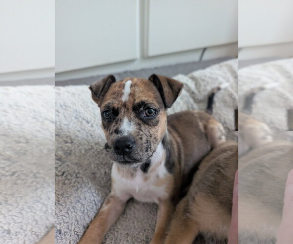 Medium Photo #5 Catahoula Leopard Dog-Unknown Mix Puppy For Sale in Holly Springs, NC, USA