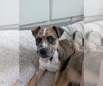 Small #4 Catahoula Leopard Dog Mix