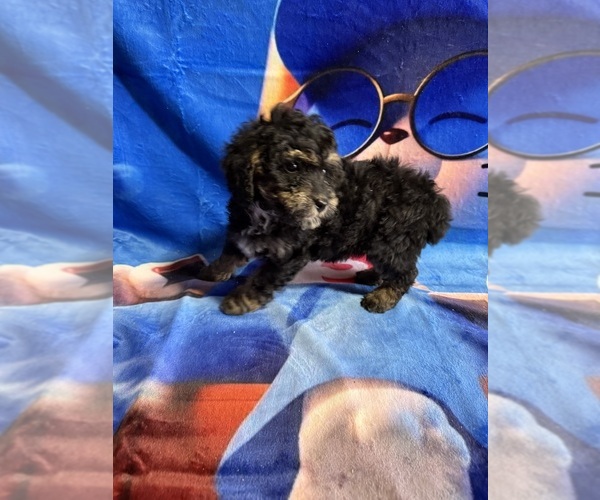 Medium Photo #2 Poodle (Miniature) Puppy For Sale in MUNFORDVILLE, KY, USA