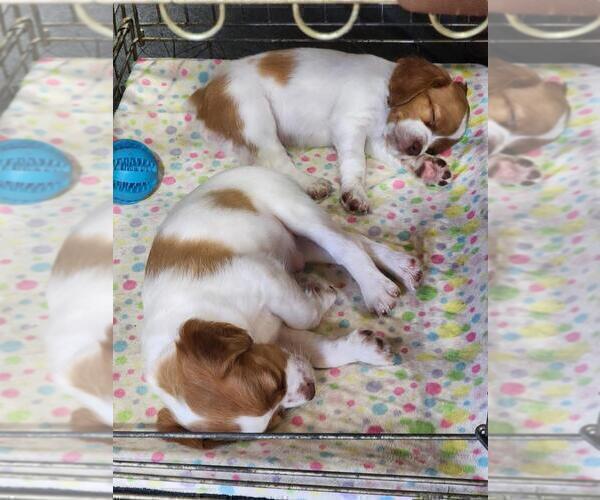 Medium Photo #6 Brittany Puppy For Sale in MONTROSE, CO, USA