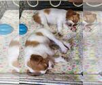 Small Photo #6 Brittany Puppy For Sale in MONTROSE, CO, USA