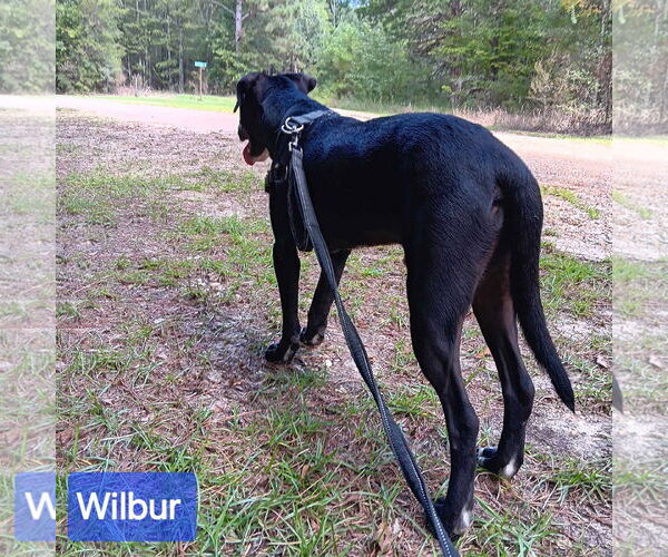 Medium Photo #5 Mutt Puppy For Sale in Farmerville, LA, USA