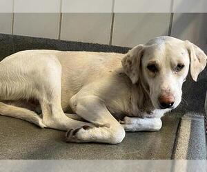 Labrador Retriever-Unknown Mix Dogs for adoption in San Antonio, TX, USA