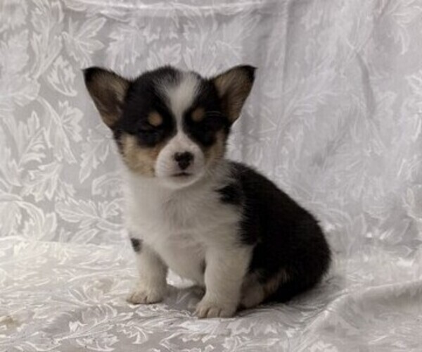 Medium Photo #1 Pembroke Welsh Corgi Puppy For Sale in STANLEY, WI, USA