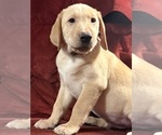 Small #5 Labrador Retriever