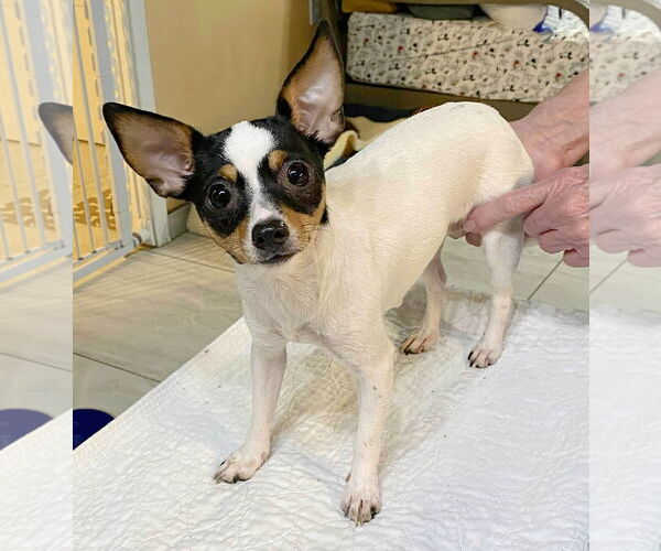 Medium Photo #1 Rat-Cha Puppy For Sale in Benton, LA, USA