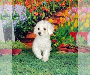 Bichon Frise Puppy for sale in WINSTON SALEM, NC, USA