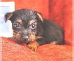 Puppy KitKat Yorkshire Terrier
