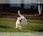 Small Photo #14 Cairn Terrier-Unknown Mix Puppy For Sale in Arlington, WA, USA
