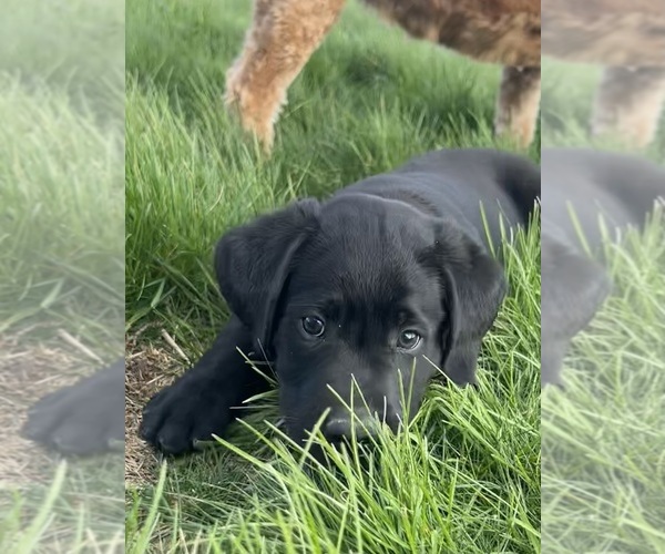 Medium Photo #14 Labrador Retriever Puppy For Sale in FREDERICKSBG, OH, USA