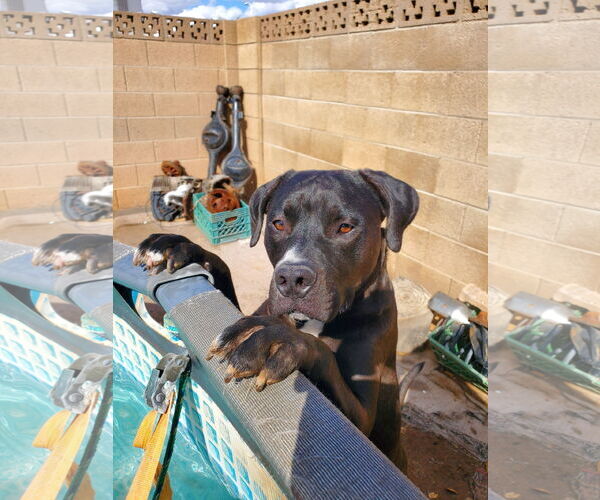 Medium Photo #2 American Pit Bull Terrier-Unknown Mix Puppy For Sale in Chandler, AZ, USA