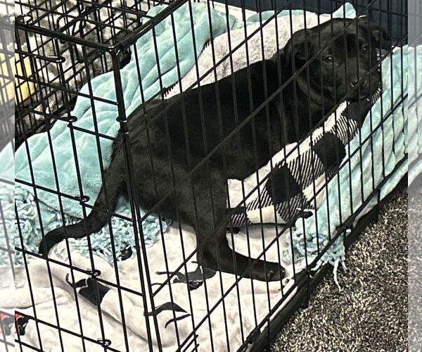 Medium Photo #6 German Shepherd Dog-Weimaraner Mix Puppy For Sale in Princeton, MN, USA