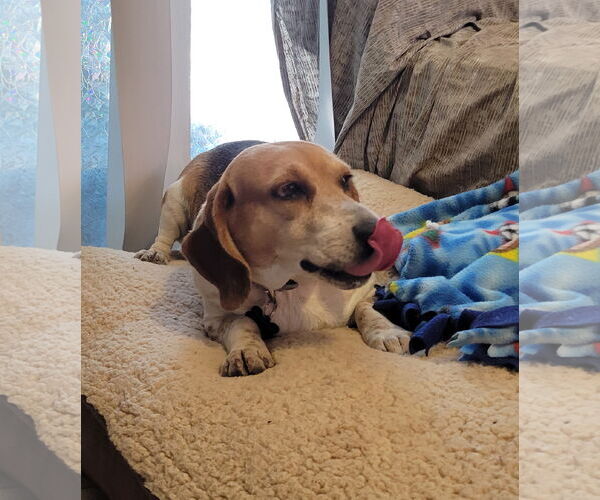 Medium Photo #5 Beagle Puppy For Sale in Las Vegas, NV, USA