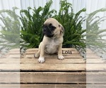 Image preview for Ad Listing. Nickname: Lola