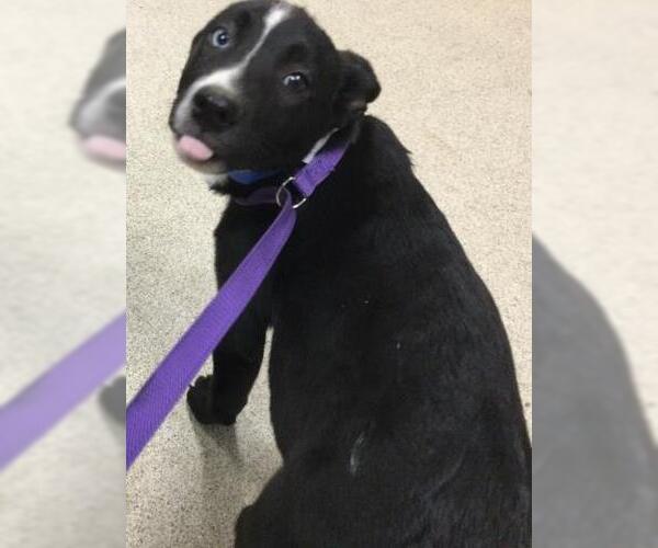 Medium Photo #1 Mastiff-Unknown Mix Puppy For Sale in Riverside, CA, USA