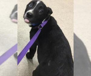 Mastiff-Unknown Mix Dogs for adoption in Riverside, CA, USA