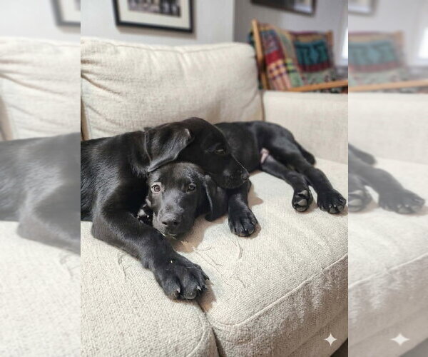 Medium Photo #5 Great Dane-Labrador Retriever Mix Puppy For Sale in Bullard, TX, USA