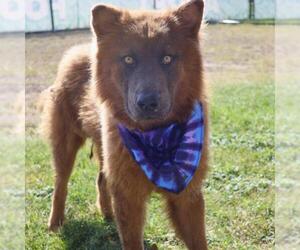 Chow Chow-Unknown Mix Dogs for adoption in San Antonio, TX, USA