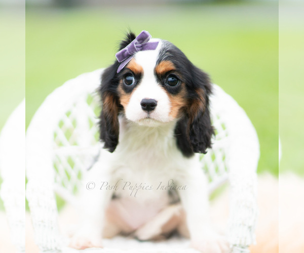 Medium Photo #2 Cavalier King Charles Spaniel Puppy For Sale in WARSAW, IN, USA