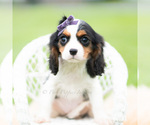 Small #1 Cavalier King Charles Spaniel