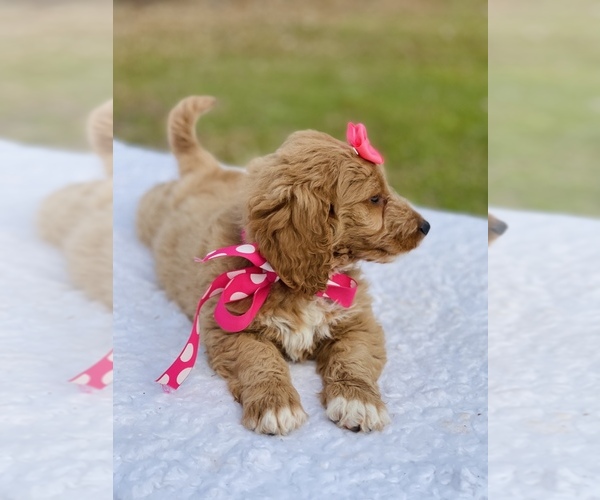 Medium Photo #5 Goldendoodle (Miniature) Puppy For Sale in FROSTPROOF, FL, USA