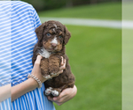 Small #1 Bernedoodle