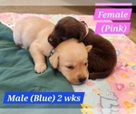 Small #19 Labrador Retriever