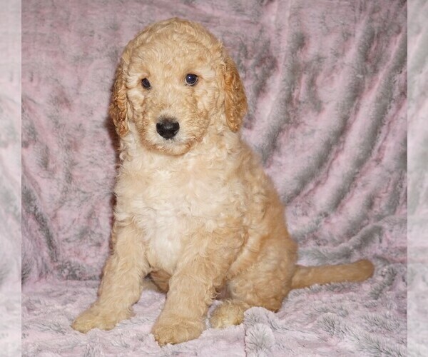 Medium Photo #2 Labradoodle mix (+ Poodle Standard) Puppy For Sale in LA HABRA, CA, USA
