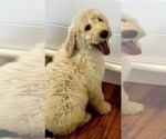 Small Photo #24 Goldendoodle Puppy For Sale in PENSACOLA, FL, USA