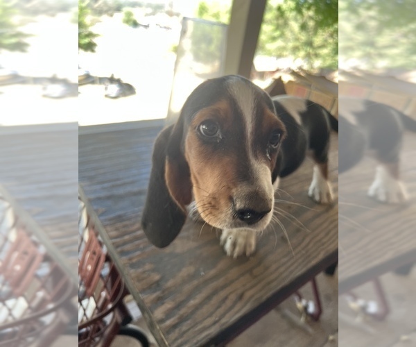 Medium Photo #5 Basset Hound Puppy For Sale in SQUAW VALLEY, CA, USA