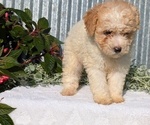 Small Photo #44 Poodle (Toy) Puppy For Sale in GOSHEN, IN, USA
