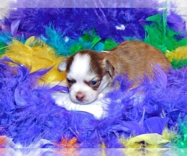 Medium Photo #3 Chihuahua Puppy For Sale in CHARLESTON, AR, USA